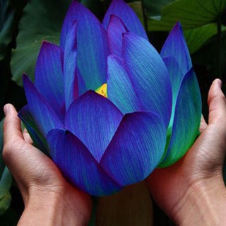 7 เมล็ด เมล็ดบัว สีน้ำเงิน ดอกใหญ่ สายพันธุ์เมล็ดบัว ดอกบัว Lotus seeds.