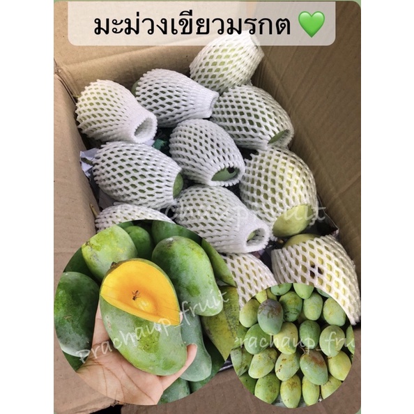 มะม่วงเขียวมรกต ✅พร้อมส่ง✅ ดิบมันกรอบ สุกหวานหอมม แนะนำ:ทานคู่น้ำปลาหวานจ้า 🔥1