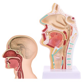 Human Nasal Cavity Throat Anatomy Medical Model Teaching Tool FMRJ