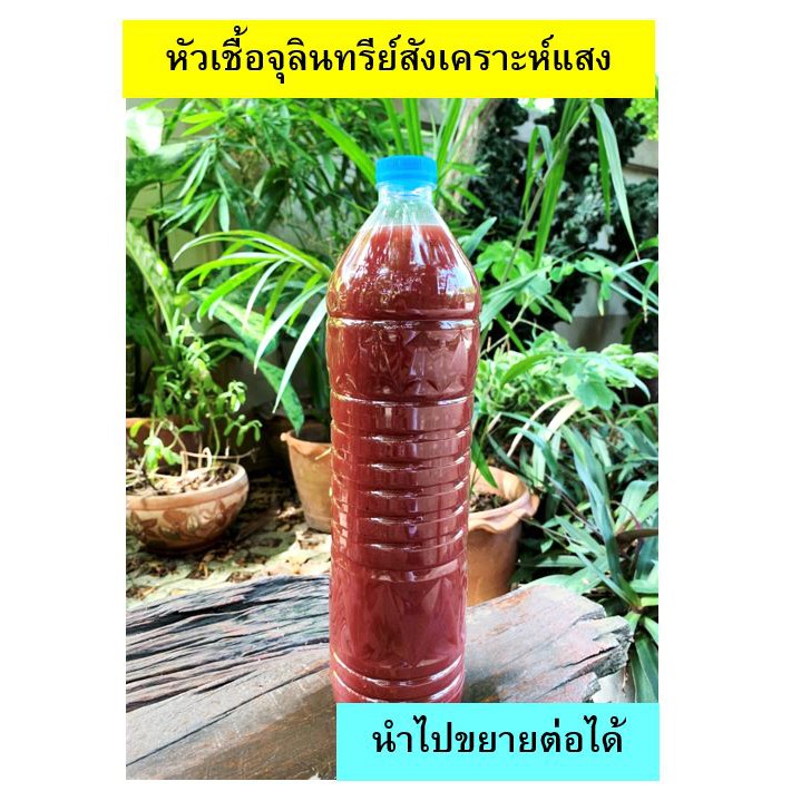 จุลินทรีย์สังเคราะห์แสง (PSB) 1.5 ลิตร