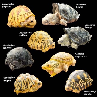 Tortoise model โมเดลเต่าตัวเล็ก