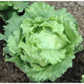 เมล็ดพันธุ์ ผักสลัด ไอซ์เบิร์ก (Iceberg Lettuce Seed) =100เมล็ด