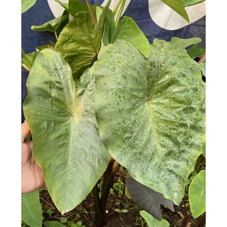 colocasia hilo bay-โคโลคาเซีย ฮิโลเบย์