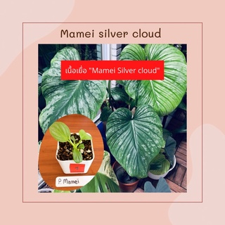 ฟิโลเดนดรอน มาเมอิ ซิลเวอร์คราวด์ - Philodendron "Mamei Silver Cloud" ไม้เนื้อเยื่อ หายาก ลายสวย มาแรง