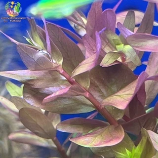 ลด20% โค้ด MTRPDSEP9 | เกล็ดหอยชมพู/โรทาลาชมพู พร้อมกระถาง(Rotala sp. ‘Pink’)💧🌱🐠