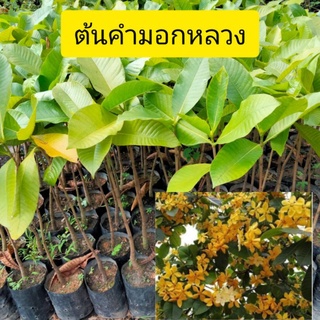 ต้นคำมอกหลวง สูง 40-60ซม. ในถุงขนาด3.5×9นิ้ว ส่งฟรี