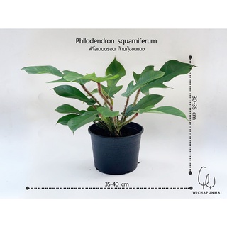 ฟิโลเดนดรอน ก้ามกุ้งขนแดง ( Philodendron squamiferum )