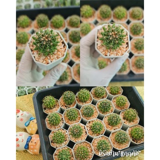 ฮามาโตะ แคคตัส ไม้อวบน้ำ ไม้มงคลcactus succulent🌵 พร้อมส่ง🍀