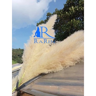 Rarin ดอกเลา (ตัดใหม่) สวยฟู ตรงปก ก้านใหญ่ จำนวน 5 ก้าน (ขนาด 100 cm.)  สีทองธรรมชาติ ดอกฟูสวยงาม