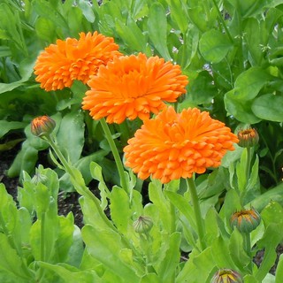 เมล็ด ดอกคาเลนดูล่า สีส้ม - Calendula Balls Orange Flower