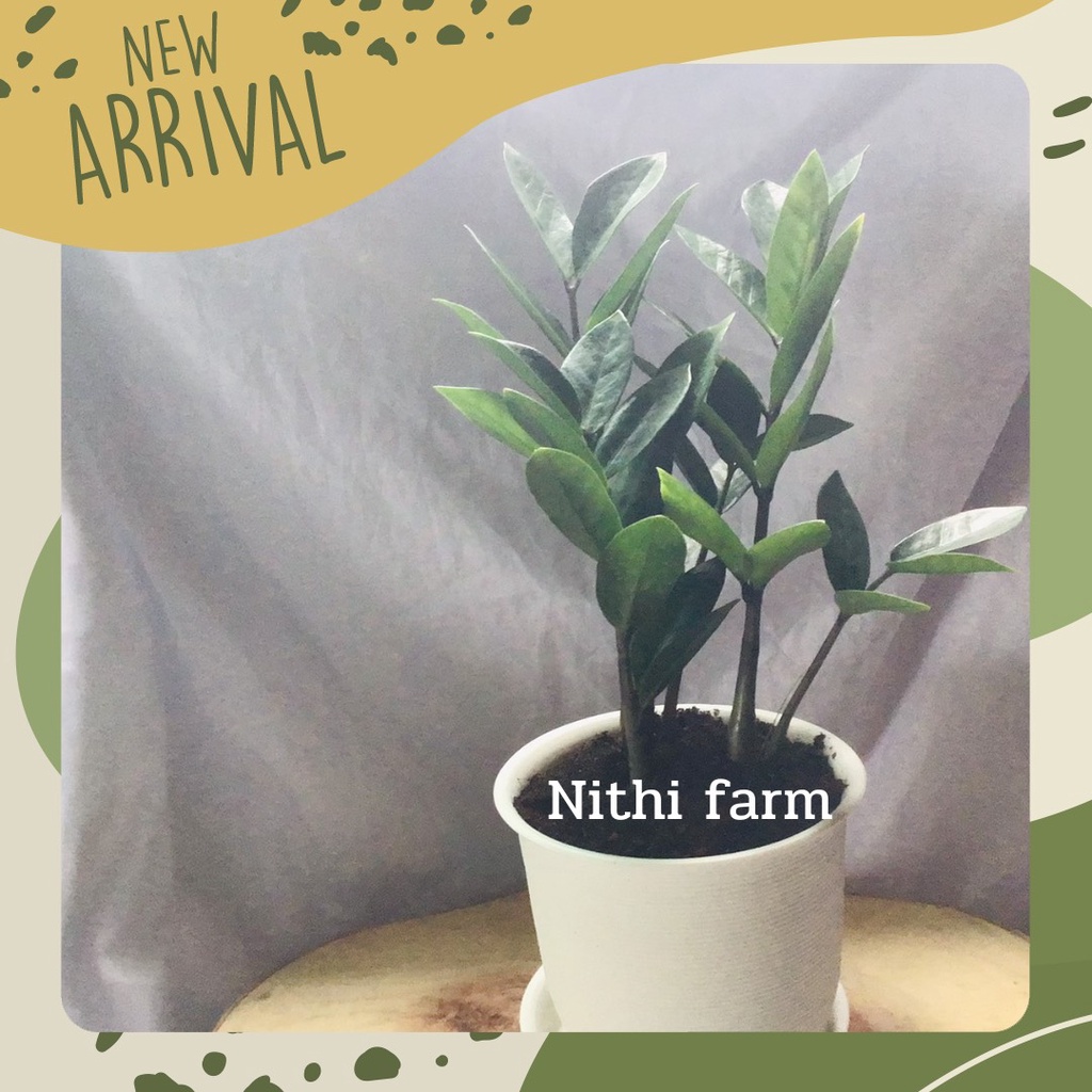 ต้นกวักมรกต (zz plant) ต้นไม้ฟอกอากาศ ดูดสารพิษ ราคา ถูกที่สุด ดีลบีเคเค แกลเลอรีภาพที่ 8