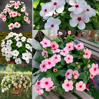 ปลูกง่าย ปลูกได้ทั่วไทย Mixed Periwinkle Seeds Bonsai Flower Vinca Seeds Blooming Flore Potted Garden Plants Seeds