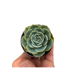 Echeveria Imbricata (Blue Rose) บลูโรส ไม้อวบนำ้ น่ารักๆ กระถาง 2 นิ้ว