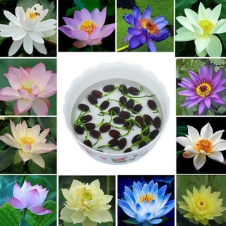 7 เมล็ด เมล็ดบัว คละสี ดอกใหญ่ สายพันธุ์เมล็ดบัว ดอกบัว Lotus seeds