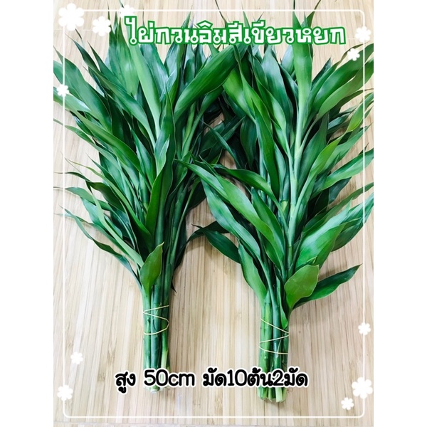 ไผ่กวนอิม สีเขียวหยก 20ต้น สูง50เซน
