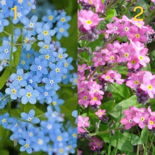 เมล็ดพันธุ์ ฟอร์เก็ตมีน็อท มีสีฟ้า และ สีชมพู ให้เลือกค่ะ(Forget Me Not Flower Seed) บรรจุ 10 เมล็ด