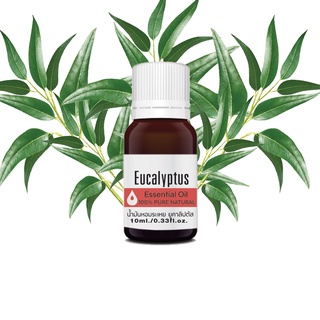 ยูคาลิปตัส เอสเซ็นเชียล ออยล์ นํ้ามันหอมระเหย บริสุทธิ์ 100% ขนาด 10กรัม Eucalyptus Essential Oil