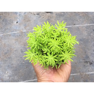 แพรทอง Gold moss sedum Sedum sp.(กระถาง 2.5 นิ้ว)