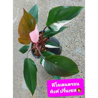 ฟิโลเดนดรอน พิ้งค์ ปริ้นเซส เจ้าหญิงสีชมพู Philodendron​ Pink Princess