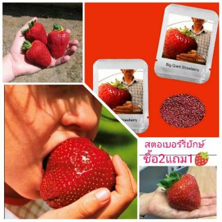 เมล็ดสตอเบอรี่ยักษ์100+เมล็ด 🍓 ซื้อ2แถม1🍓