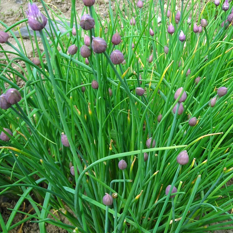 เมล็ดพันธุ์ ต้นหอมฝรั่ง(ไชว์ส) (Common Chives Seed) บรรจุ 200 เมล็ด คุณภาพดี ราคาถูก ของแท้ 100% ราคา ถูกที่สุด ดีลบีเคเค แกลเลอรีภาพที่ 5