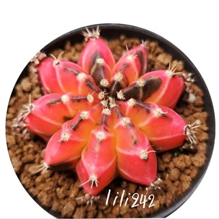 ep.5 Gymnocalycium​ variegated jelly