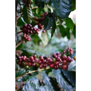 PK เมล็ดกาแฟคั่ว Italian Roast คั่วเข้มที่สุด ขนาด 500g.คั่วเข้มที่สุด + ส่งไว คั่วใหม่