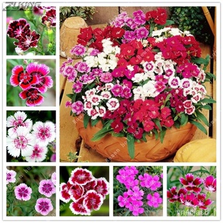 （อัตราการปลูกสูง）200เมล็ด เมล็ดพันธุ์ ดอกผีเสื้อ Dianthus Flower Seeds บอนสีหายาก บอนไซ ต้นไม้ฟอกอากาศ ต้นไม้จัดสวน Gard