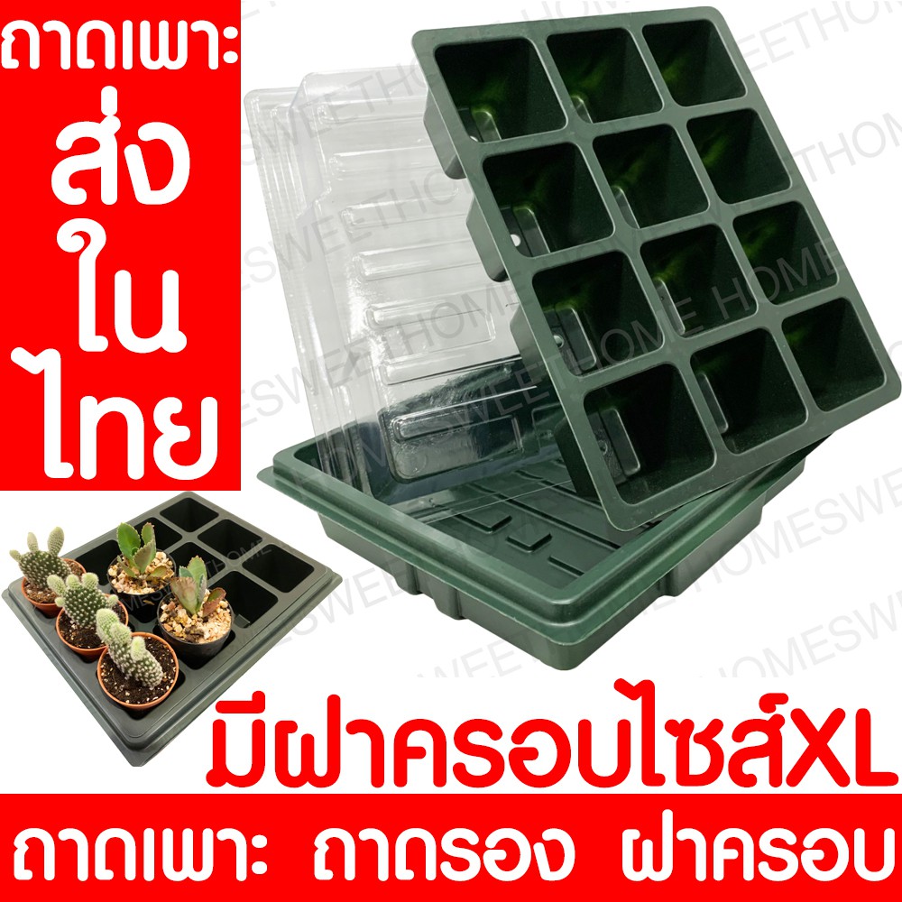 ถาดเพาะแคคตัส *ถาดเพาะชำ+ถาดรอง+ฝาครอบ* 12ช่อง ไซส์XL ต้นกล้า กระบองเพชร เพาะเมล็ด เพาะปลูก ฟองน้ำ