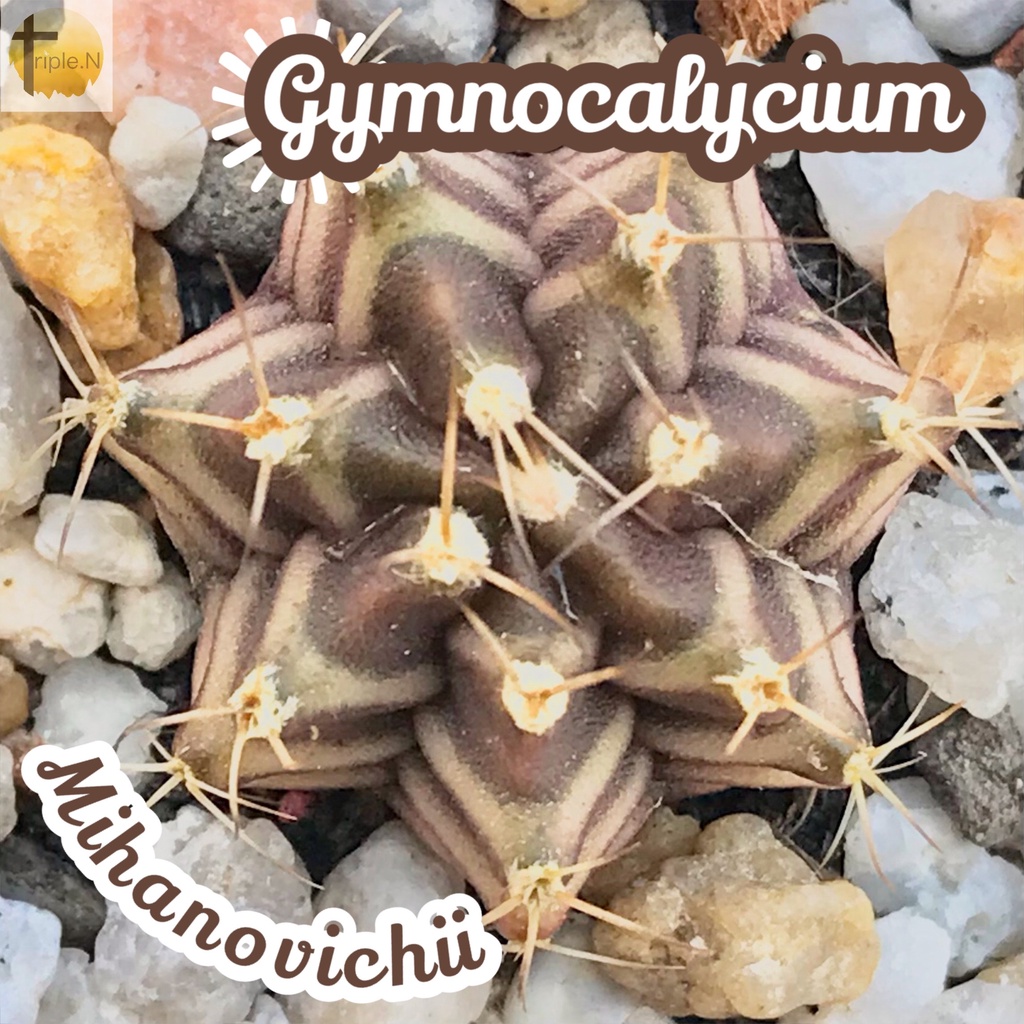 [ยิมโนมิฮะโนะลุ้นด่าง] Gymnocalycium Mihanovichii ส่งพร้อมกระถาง แคคตัส Cactus Succulent Haworthia ไม้อวบน้ำ พืชอวบน้ำ
