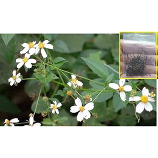 100 เมล็ด ปืกไส้นก Bidens pilosa L เป็นพรรณไม้ล้มลุก ลำต้นมีลักษณะตั้งตรง มีความสูงได้ประมาณ 15-100 เซนติเมตร สมุนไพรไทย