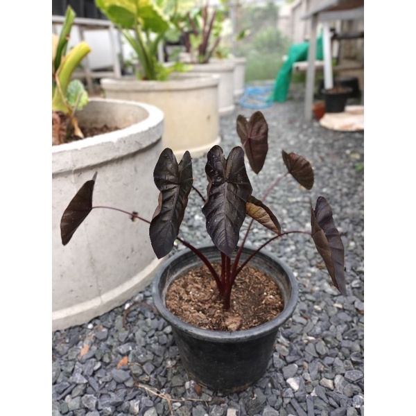 Colocasia Black Ripple/แบล็คริปเปิ้ล  🖤🌿 (มีลูกติด 1 ต้น ขายต้นในภาพ)