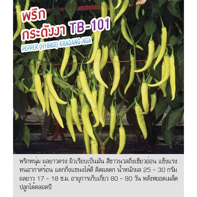 เมล็ดพันธุ์ พริกหนุ่ม พริก กระดังงา - Pepper Kradang-Nga ตราดอกแตง เมล็ดพันธุ์ เมล็ดผัก คุณภาพ "เพื่