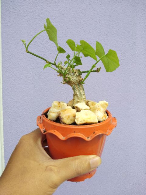 ตำลึง / ต้นตำลึง /บอนไซตำลึง/แคกตัส/ตำลึงโขด - รูปที่ 3