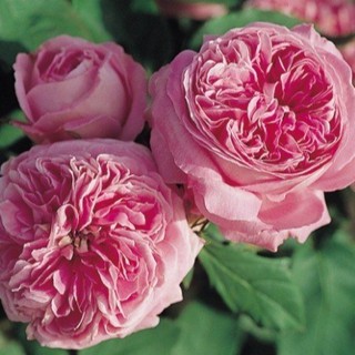 เมล็ดพันธุ์ กุหลาบ French Rose Seeds ดอกใหญ่ ดอกหอม นำเข้าจากต่างประเทศ 30 เมล็ด