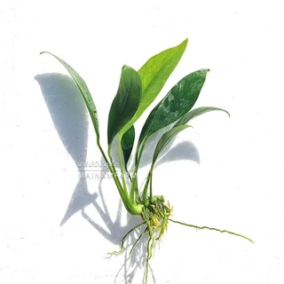 อนูเบียส ใบแหลม ใบบก เลือกได้ 2 ขนาด - ANUBIAS CONGENSIS ต้นไม้น้ำ