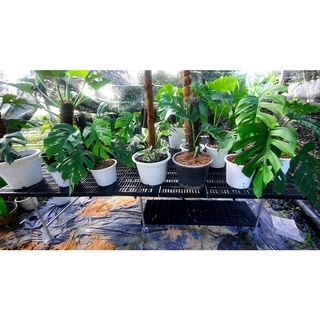 LittleTree แผ่นปูพื้นฟาร์ม รุ่นเดิม แข็งแรงพิเศษ 30x100x3.4 ซม. แผ่นสแลทปูพื้นสวน กรงสัตว์ ฟาร์มสุกร มี 4 สี