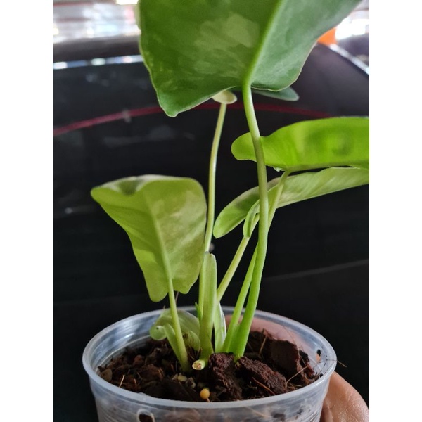 Philodendron Burle Marx (Variegated)
