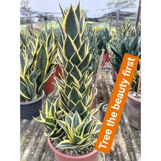 ลิ้นมังกรดำ เจดีย์ทอง (โลตัส) พันธุ์แคระ และลิ้นมังกรโกลเด้นเฟรม -Sansevieria Golden Flame -