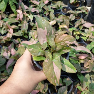 (เลือกต้นได้)ต้นเงินไหลมาด่างชมพู Syngonium pink splash กระถาง 3 นิ้ว