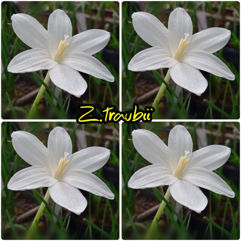 บัวดิน ดอกมีกลิ่นหอมอ่อนๆ (z.traubii ) 2 หัว