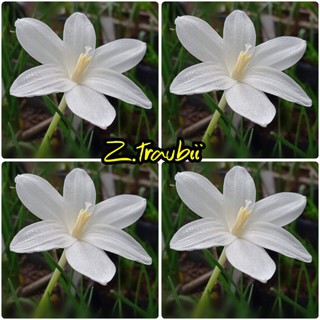 บัวดิน ดอกมีกลิ่นหอมอ่อนๆ (z.traubii ) 5 หัว