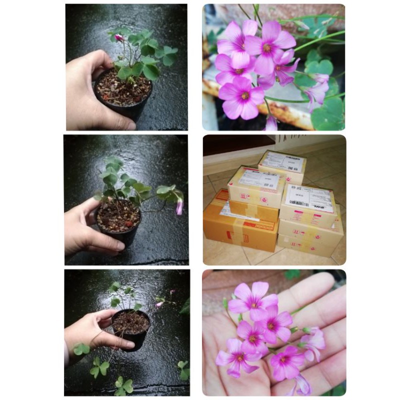 ต้น Oxalis​ articulata​ ssp. rubra / ขี้หมาจีน ดอกสีชมพูเข้มและอ่อน  ออกดอกบ่อย เลี้ยงง่าย จัดส่งทั้