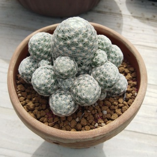 แมมลูกกอล์ฟ แคคตัส กระบองเพชร (mammillaria humboldtii)