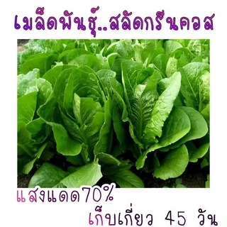 เมล็ดพันธุ์ผักสลัด 50-500เมล็ด เมล็ดพันธุ์สลัด