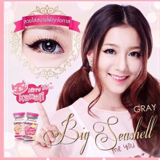 Big seashell gray สายตาปกติ (kittykawaii)