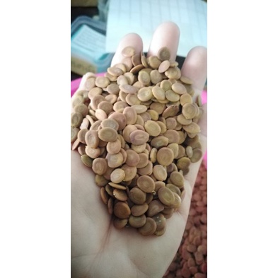 พฤกษ์​ อี​ซึก​ มะรุม​ป่า​ จามจุรี​สี​ทอง​ ขายเมล็ด​พันธ์​ุ1​ชุด​50​บาท​บรรจุ​ราว​200​เมล็ด​น้ำหนัก​25กรัม