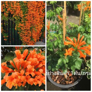 ขาย ต้นพันธุ์ พวงแสด 1 ต้น ทองอนันต์