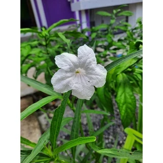 เมล็ดดอกไม้ เมล็ดฟ้าประทานพรสีขาว 100 เมล็ด ต้อยติ่งเทศ ต้อยติ่งฝรั่ง สีขาว