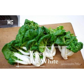 * Easy * Milk White Vegetable Seeds-1000น้ำมันเมล็ดนมกะหล่ำปลี-Mango Garden Benih sayur sayuran Sesuai Untuk Pasuผู้ชาย/